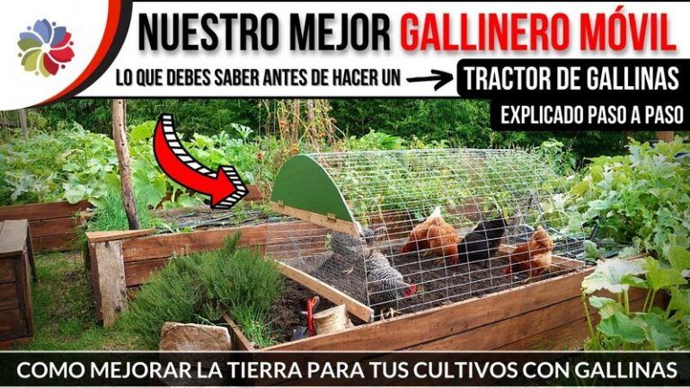 Cómo armar un gallinero móvil efectivo 8 Cómo armar un gallinero móvil efectivo
