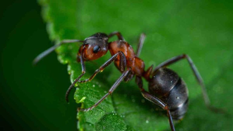 ¿Cómo deciden su menú las hormigas cortadoras? 8 ¿Cómo deciden su menú las hormigas cortadoras?