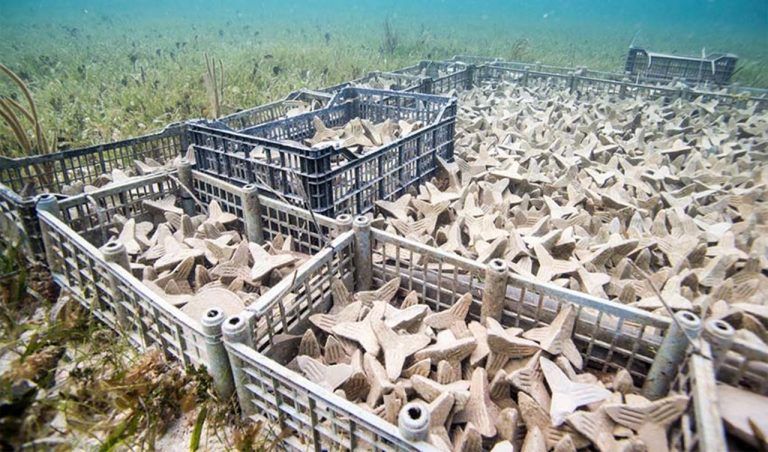 Impresión 3D para salvar los arrecifes de coral 7 Impresión 3D para salvar los arrecifes de coral