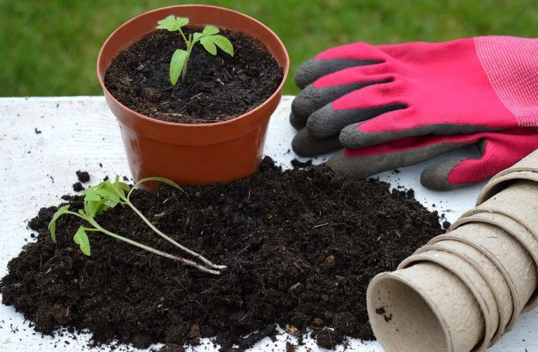 Auge mundial de la jardinería, beneficia la salud pública 7 Auge mundial de la jardinería, beneficia la salud pública