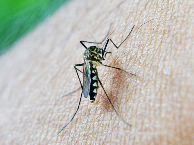 Geoingeniería solar aumentaría amenaza de malaria 2 Geoingeniería solar aumentaría amenaza de malaria