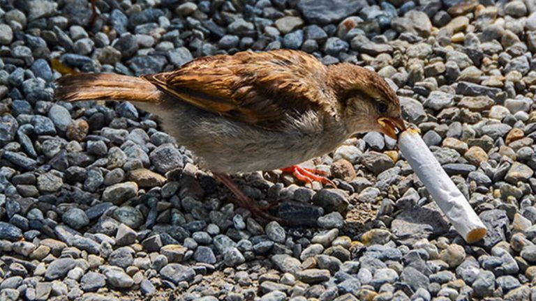 Los pájaros están utilizando las colillas del tabaco para armar sus nidos