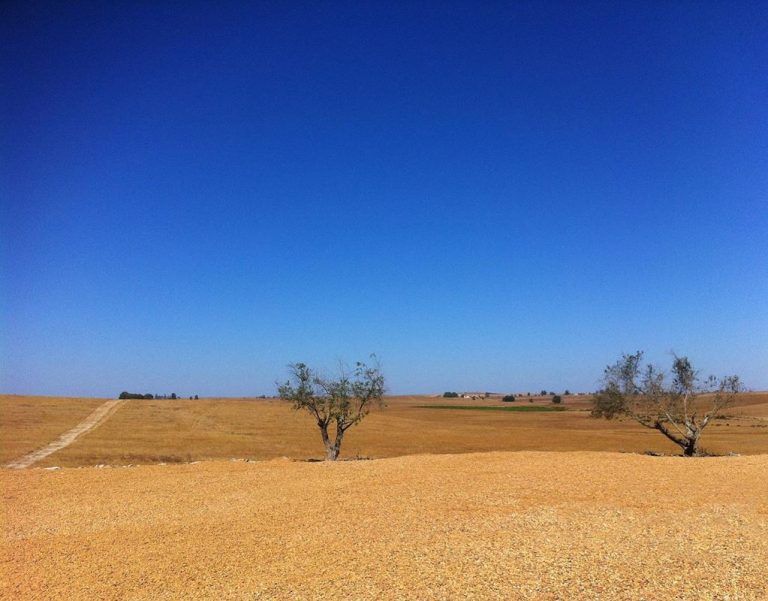 ONU: El 40% de la tierra del mundo está degradada