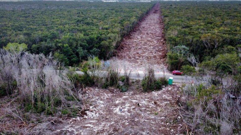 Sin presentar permisos ambientales, continúa tala de selva para tramo 5 del Tren Maya 6 Sin presentar permisos ambientales, continúa tala de selva para tramo 5 del Tren Maya