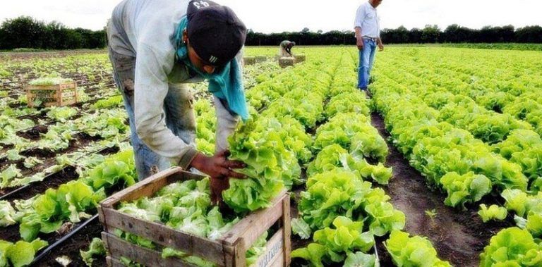 ¿Quién nos alimentará? La agroindustria o la red alimentaria campesina 10 ¿Quién nos alimentará? La agroindustria o la red alimentaria campesina