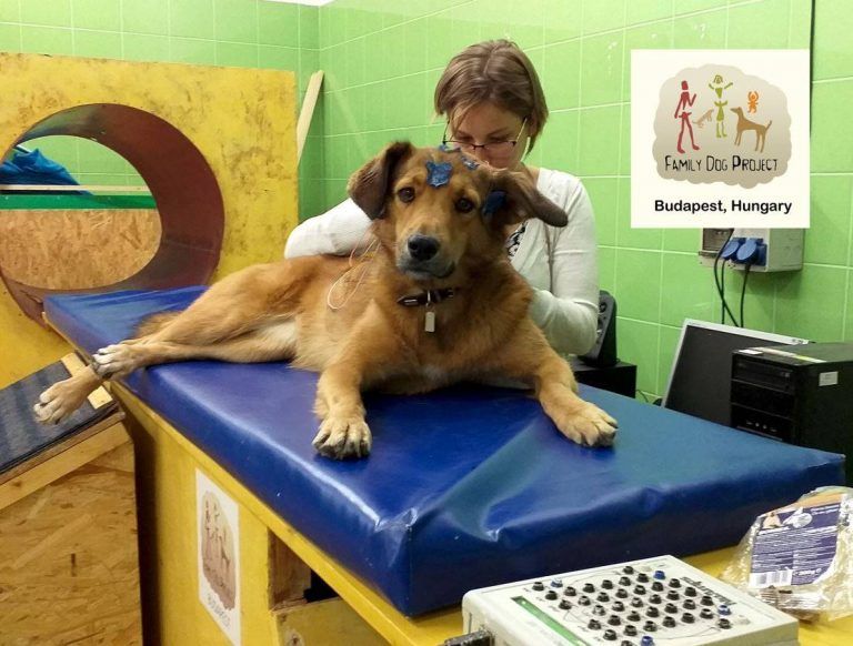 Los perros saben distinguir entre las risas, los bostezos o las toses de los humanos 8 Los perros saben distinguir entre las risas, los bostezos o las toses de los humanos