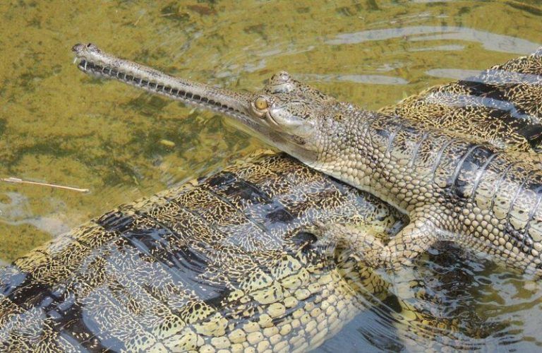 Una de cada cinco especies de reptiles está en peligro de extinción 2 Una de cada cinco especies de reptiles está en peligro de extinción
