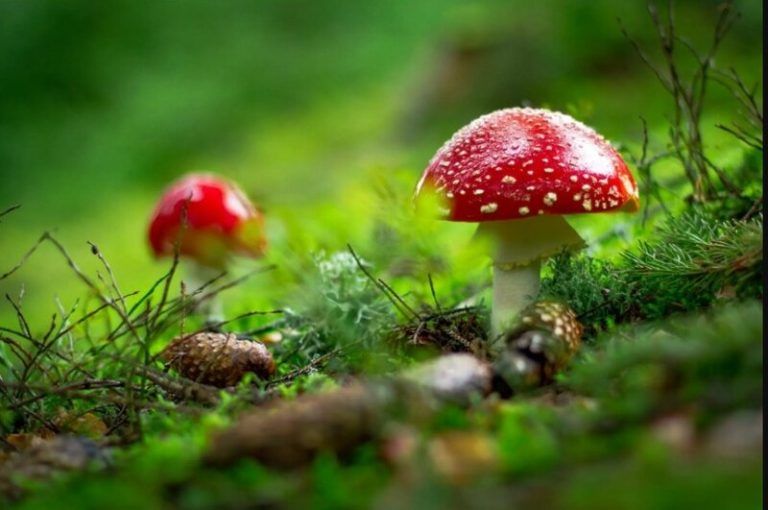 Los 5 venenos más potentes de la naturaleza están más cerca de lo que crees 2 Los 5 venenos más potentes de la naturaleza están más cerca de lo que crees