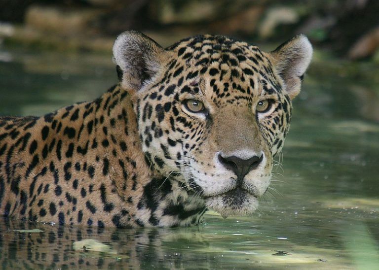 Alerta yaguareté: sin selva no hay libertad 2 Alerta yaguareté: sin selva no hay libertad