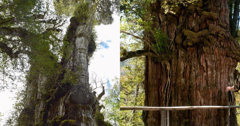 El árbol más antiguo del mundo puede ser el ciprés de Chile 6 El árbol más antiguo del mundo puede ser el ciprés de Chile