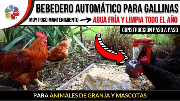 Cómo hacer un bebedero automático para gallinas o mascotas 5 Cómo hacer un bebedero automático para gallinas o mascotas