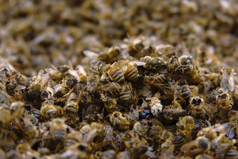 Pérdida de biodiversidad, tan urgente como la crisis climática 7 Pérdida de biodiversidad, tan urgente como la crisis climática