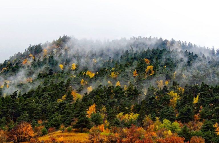 Francia está perdiendo sus bosques por el cambio climático 2 Francia está perdiendo sus bosques por el cambio climático