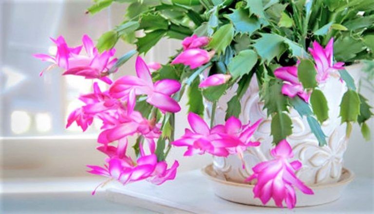 Cómo cultivar y reproducir exitosamente el Cactus de Navidad