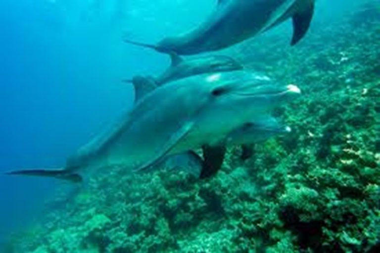 Farmacia en el mar: Los delfines 'utilizan el coral como medicina' 3 Farmacia en el mar: Los delfines ‘utilizan el coral como medicina’