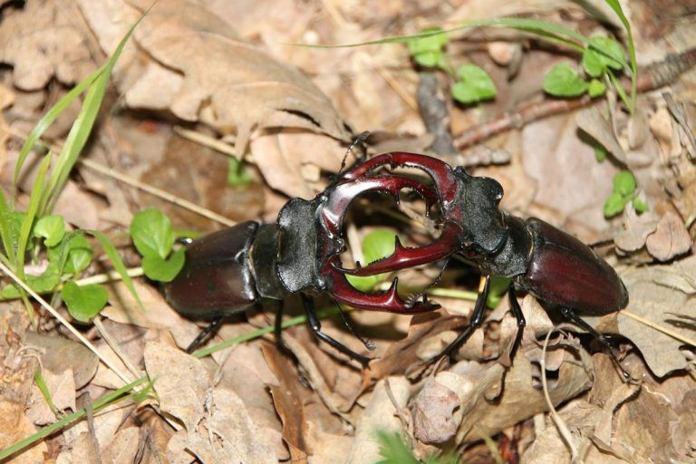 Cómo podríamos evitar el apocalipsis de los insectos