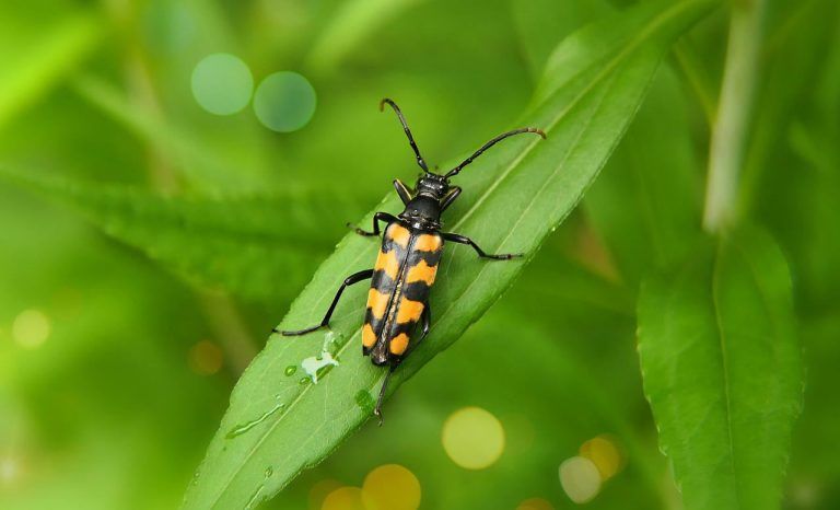 La extinción masiva de insectos sería catastrófica