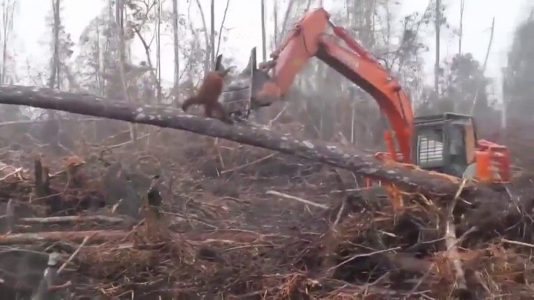 Orangután lucha contra una excavadora que destruye su hábitat 2 Orangután lucha contra una excavadora que destruye su hábitat
