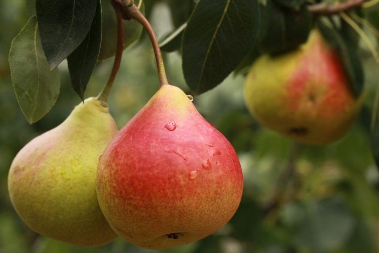 7 razones saludables para comer más peras 2 7 razones saludables para comer más peras