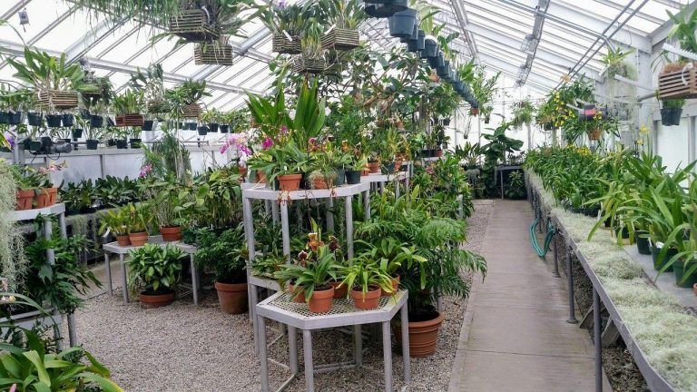 Los jardineros urbanos pueden ayudar a salvar las plantas nativas en peligro de extinción 9 Los jardineros urbanos pueden ayudar a salvar las plantas nativas en peligro de extinción