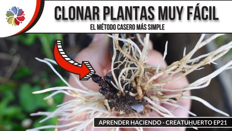 La máquina de hacer plantines con esquejes 3 La máquina de hacer plantines con esquejes
