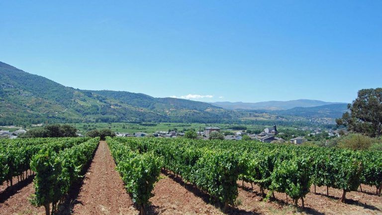 Tintos y blancos vinos gallegos, entre los mejores del mundo 3 Tintos y blancos vinos gallegos, entre los mejores del mundo