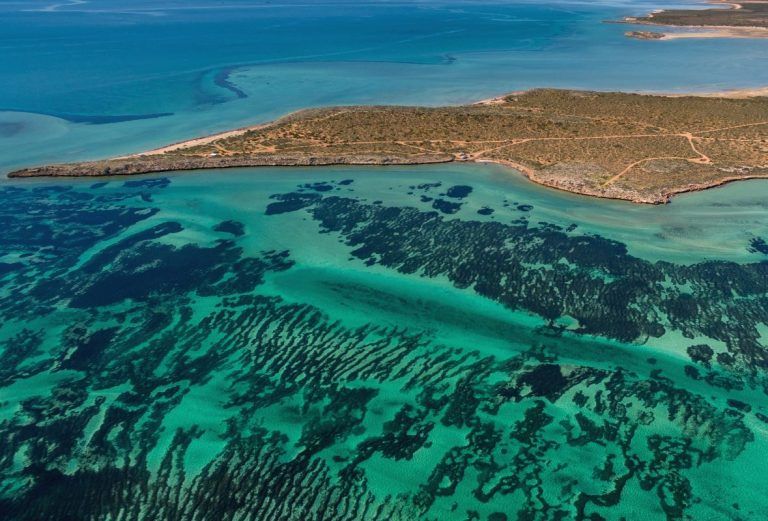 Descubren la ‘planta más grande del Planeta’ en Australia