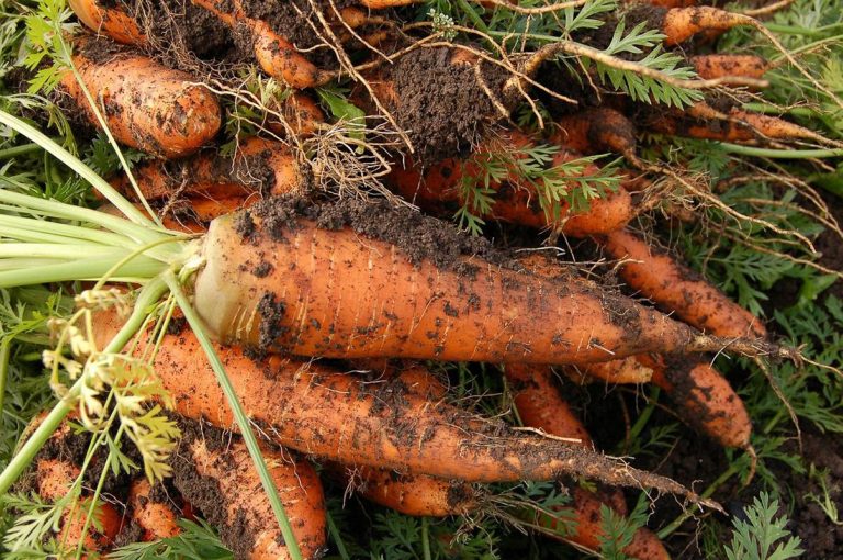 La agricultura sostenible puede revolucionar la seguridad alimentaria 7 La agricultura sostenible puede revolucionar la seguridad alimentaria