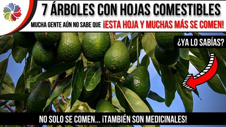 7 árboles con hojas comestibles 10 7 árboles con hojas comestibles