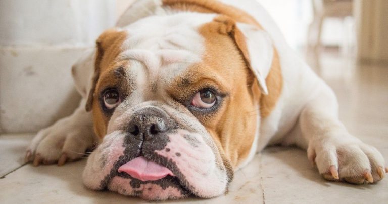 Científicos británicos piden modificar la cría del bulldog inglés por motivos de salud animal 1 Científicos británicos piden modificar la cría del bulldog inglés por motivos de salud animal