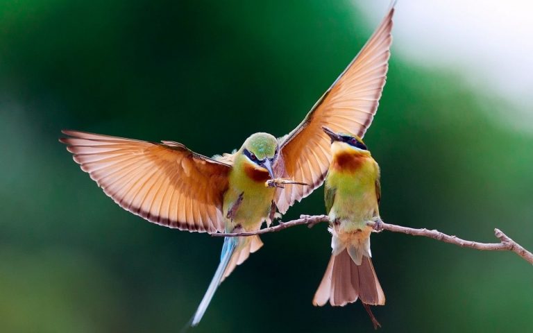 Los colibríes crean cautivantes melodías con su aleteo para cortejar a la hembra 3 Los colibríes crean cautivantes melodías con su aleteo para cortejar a la hembra