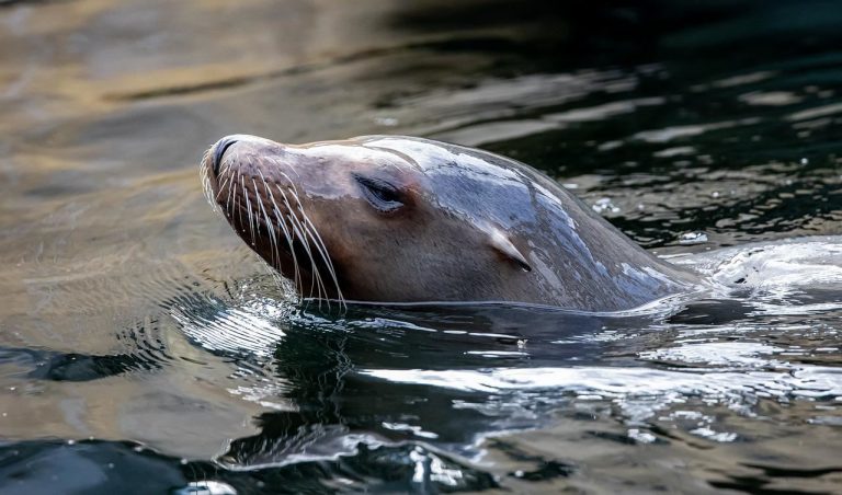Las focas usan sus bigotes para rastrear a sus presas 2 Las focas usan sus bigotes para rastrear a sus presas