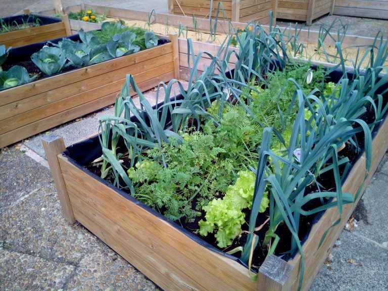 Huertos urbanos: Verduras ricas, sanas y económicas 6 Huertos urbanos: Verduras ricas, sanas y económicas