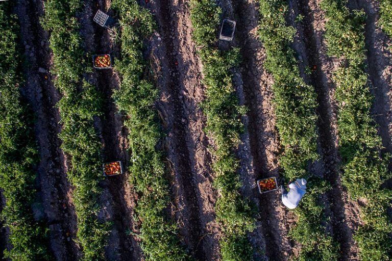 “Si toda la producción pasara a ser agroecológica, nos sobrarían alimentos” 5 “Si toda la producción pasara a ser agroecológica, nos sobrarían alimentos”