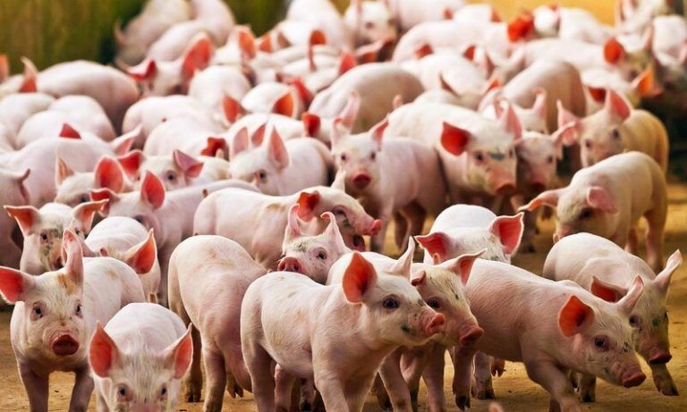 Declaración: América sin megafábricas de cerdos 2 Declaración: América sin megafábricas de cerdos