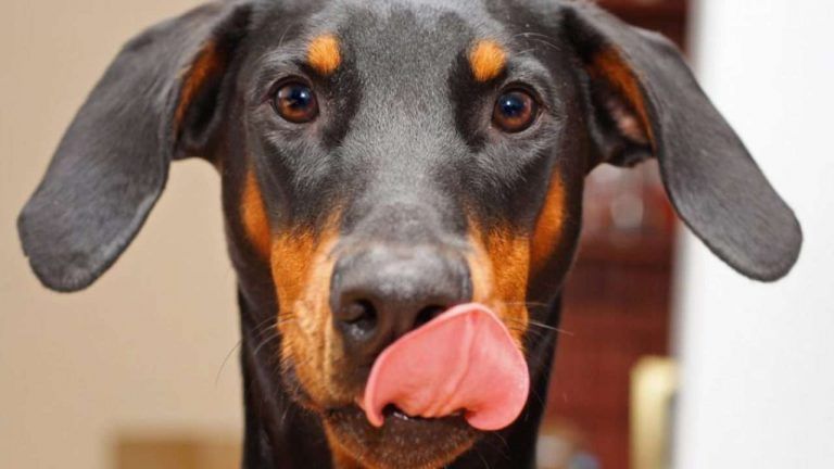 Cómo se comunica tu perro contigo? 7 Cómo se comunica tu perro contigo?