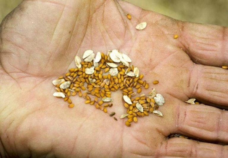 “Los saberes milenarios desaparecen cuando los agricultores dejan de sembrar algunas especies” 8 “Los saberes milenarios desaparecen cuando los agricultores dejan de sembrar algunas especies”
