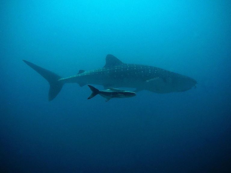 Tiburones ballena en grave riesgo por el transporte marítimo 4 Tiburones ballena en grave riesgo por el transporte marítimo