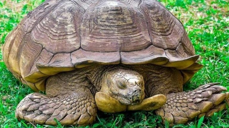 La ciencia desvela por qué las tortugas viven tanto 6 La ciencia desvela por qué las tortugas viven tanto