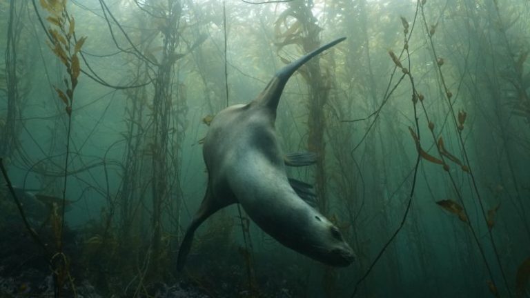 Los impactantes bosques sumergidos de Ushuaia, ¿en peligro de extinción? 6 Los impactantes bosques sumergidos de Ushuaia, ¿en peligro de extinción?