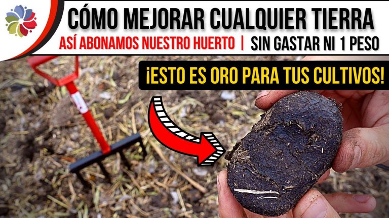 Cómo mejorar la tierra con estiércol para tus cultivos 6 Cómo mejorar la tierra con estiércol para tus cultivos