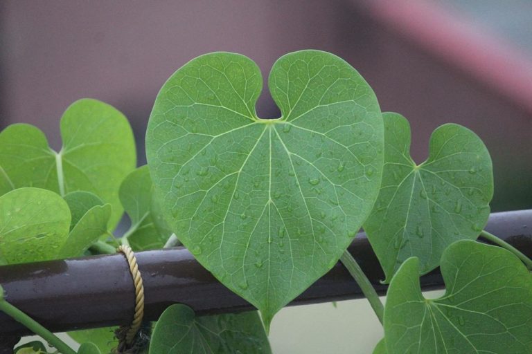 Giloy: Una planta con innumerables propiedades curativas 8 Giloy: Una planta con innumerables propiedades curativas