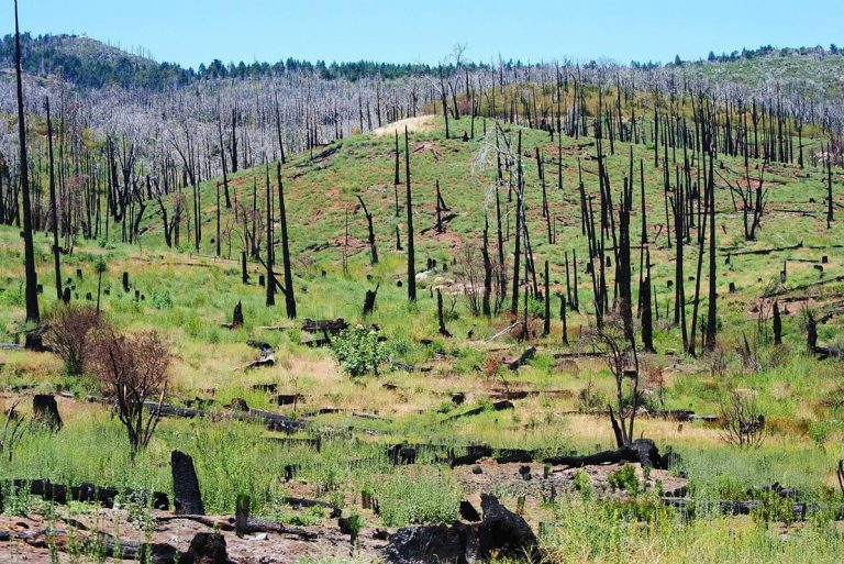 EEUU. replantará más de mil millones de árboles 8 EEUU. replantará más de mil millones de árboles