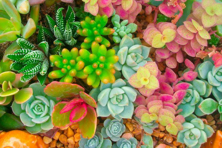 Suculentas: Cómo cambiar su color sin dañarlas 4 Suculentas: Cómo cambiar su color sin dañarlas