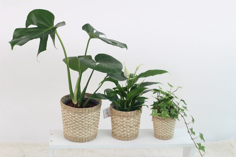 10 plantas de interior con beneficios para la salud 9 10 plantas de interior con beneficios para la salud