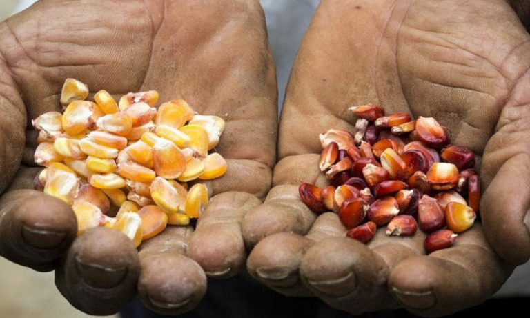 Quien controla las semillas, controla los alimentos 5 Quien controla las semillas, controla los alimentos