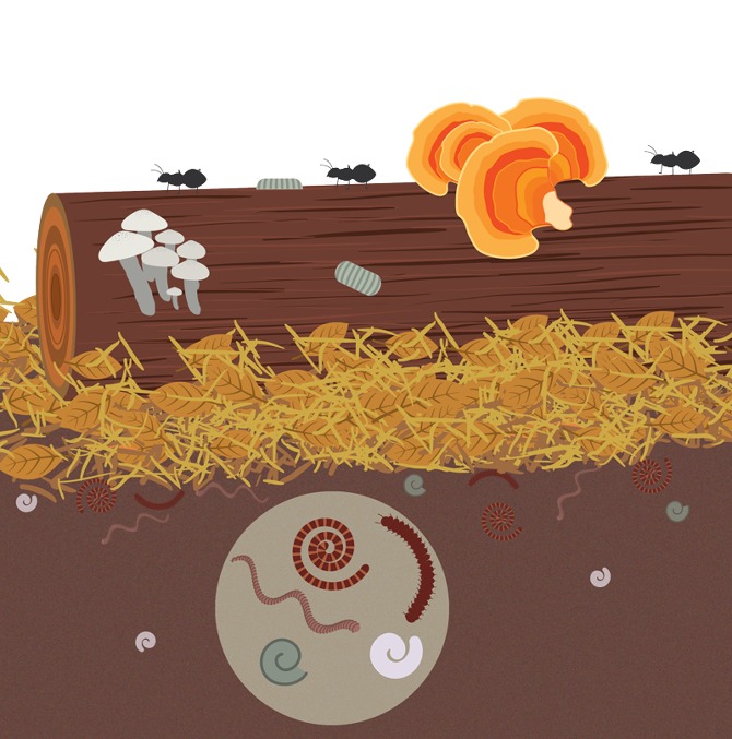 Los diferentes enfoques de la Agricultura Orgánica y Agroecológica 2 suelos, cultivos, biodiversidad, nutrientes, microorganismos, fertilizantes, agricultura, agroecología