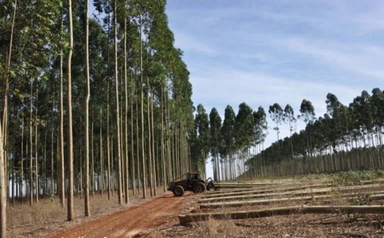 Rechazo al nuevo árbol transgénico y a la multinacional forestal Suzano 7 Rechazo al nuevo árbol transgénico y a la multinacional forestal Suzano