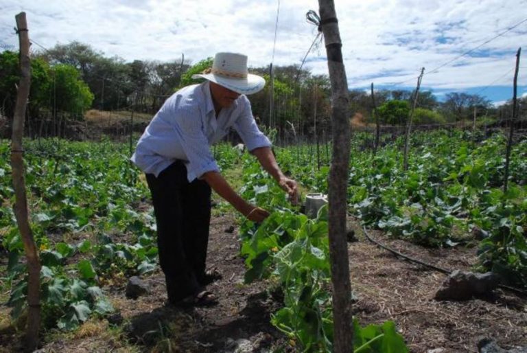 ¿Qué es la agrosilvicultura y por qué es importante? 3 ¿Qué es la agrosilvicultura y por qué es importante?