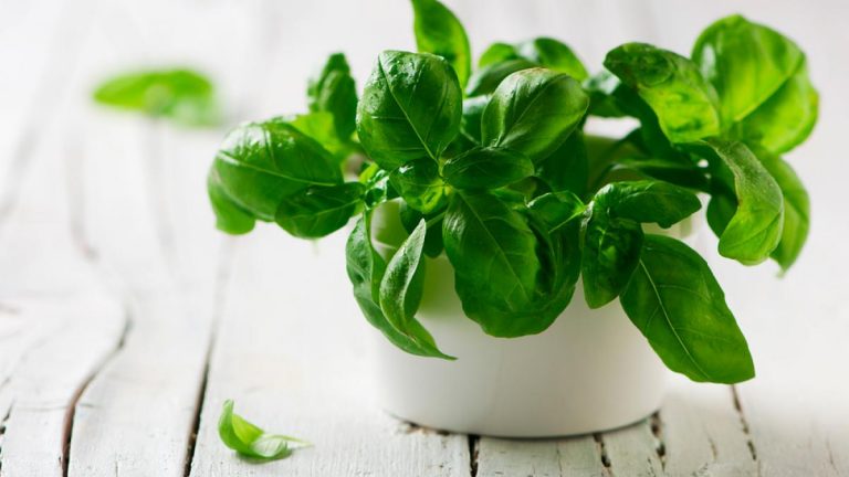 Albahaca: una hierba fresca para afrontar el calor 7 Albahaca: una hierba fresca para afrontar el calor